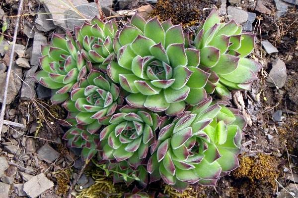 plantas resistentes al invierno