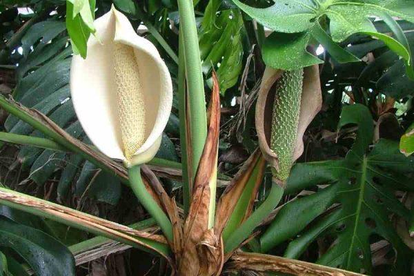 monstera flower