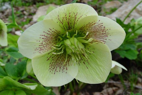 flores de felpa