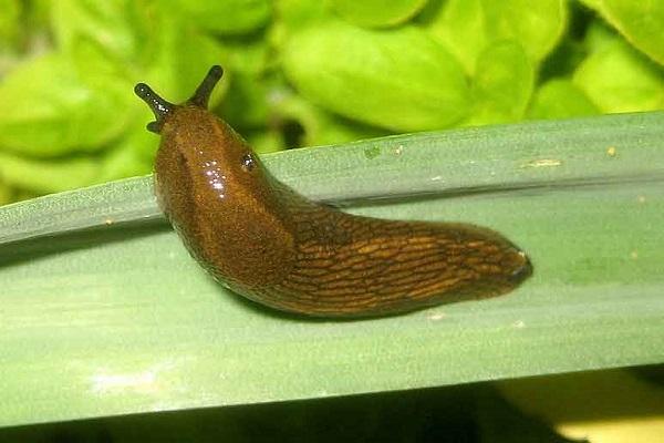 slugs on the leaves