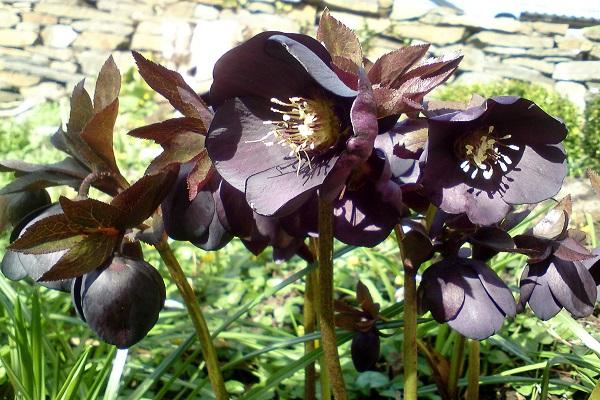 black hellebore