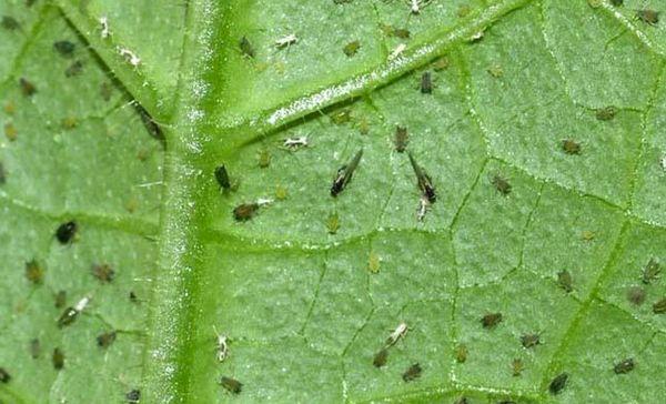 midges on a leaf