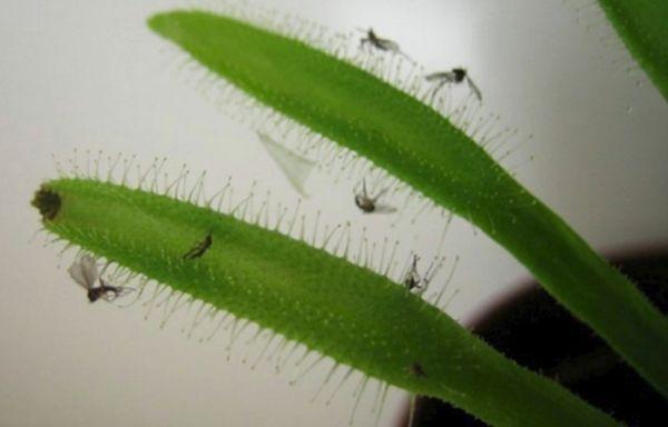 moucherons sur les feuilles