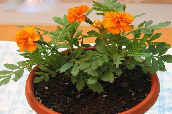 marigolds in a pot