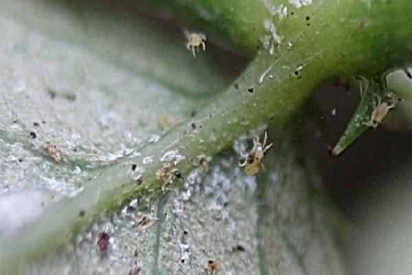 spider mite