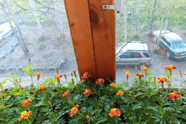 growing on the windowsill