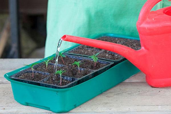 feeding from a watering can