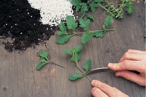 pruning of stems