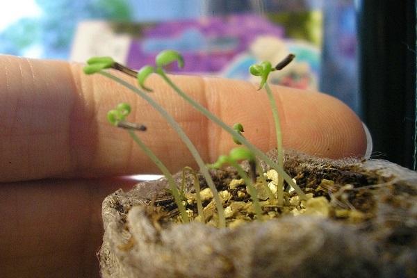 transplant seedlings