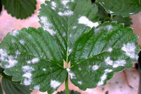 powdery mildew