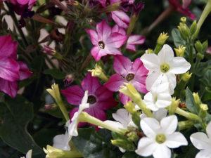 Description of varieties of scented smoking tobacco, planting and care in the open field