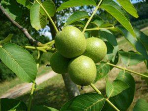 What can be planted under a walnut tree