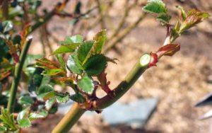 Cuándo y cómo podar mejor las rosas en el otoño, las reglas para prepararse para el invierno.