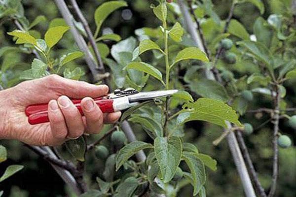 pruning plum