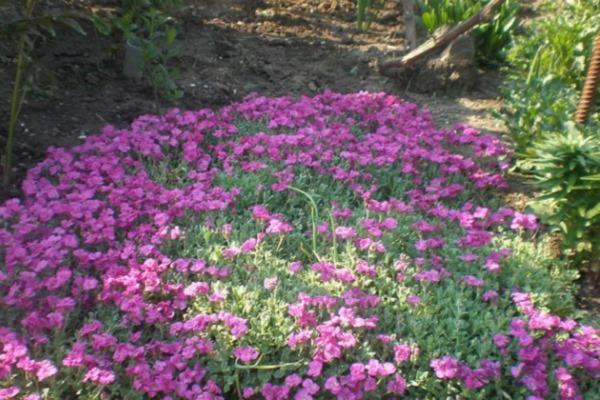 beautiful flowering