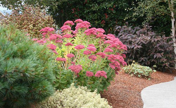 Prominent sedum