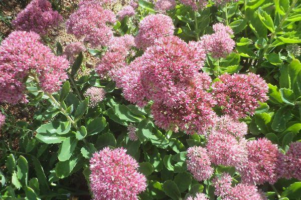 Sedum purple