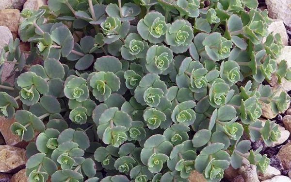 stonecrop leaves