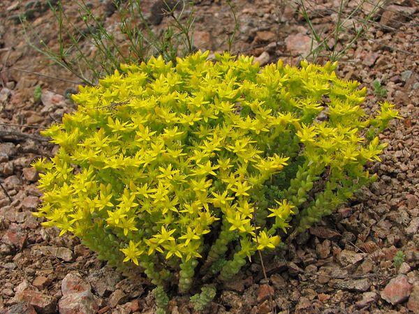 Sedum kaustinis