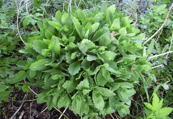 arbusto en el jardín