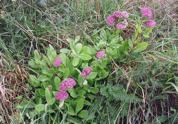 Uobičajeni sedum