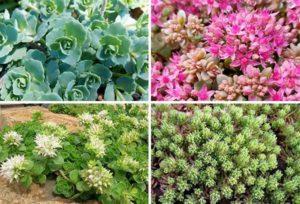 Description of varieties and types of stonecrop (sedum) flower, planting and care in the open field