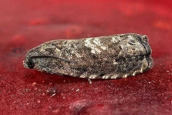 eastern moth