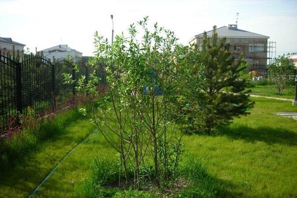 arbre planté