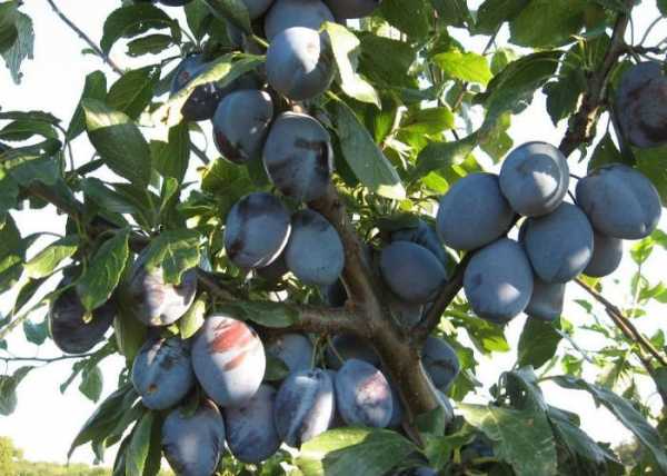 plum tree with berries