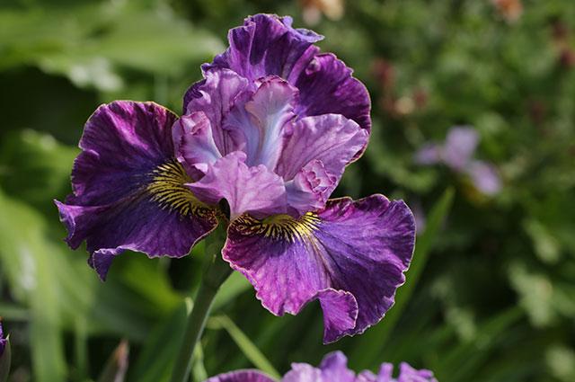 iiris violetti