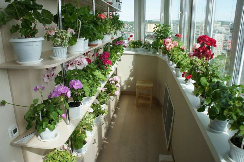 shelves with flowers