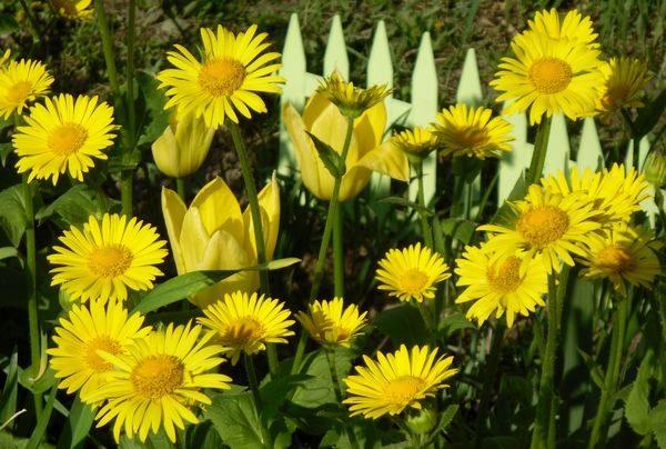 flores en el jardin