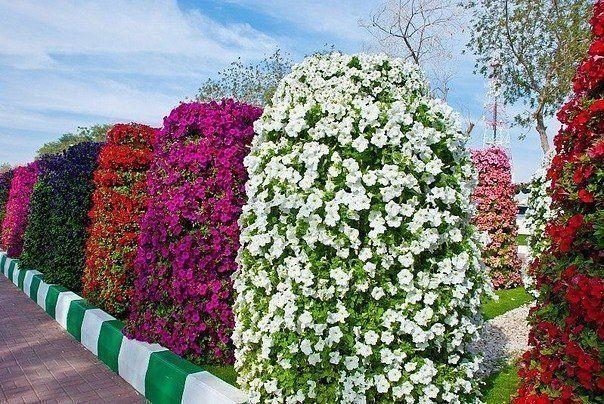 jardín de petunia