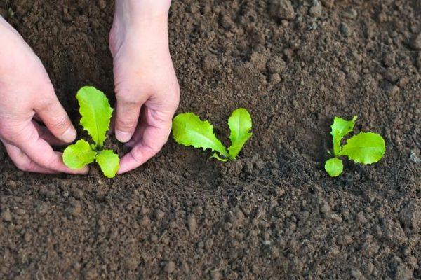 planter des fleurs