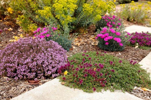 medicinal plants in a flower bed