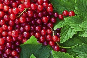 When is the best time to collect red elderberry, timing and technique