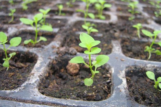 stonecrop seeds