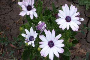 26 osteospermum-lajiketta kuvauksella, istutuksella ja hoidolla ulkona