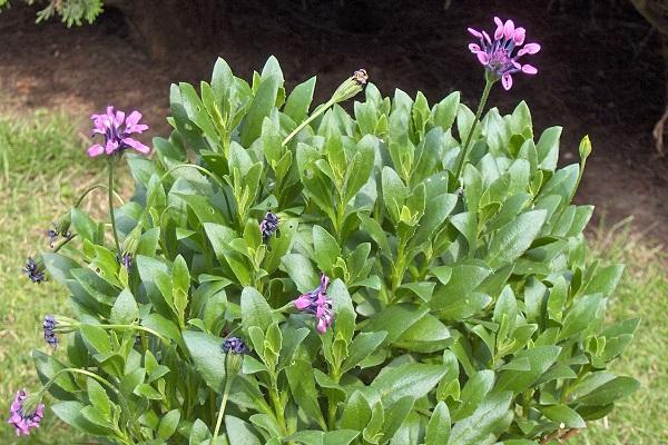 flores Molino de mantequilla