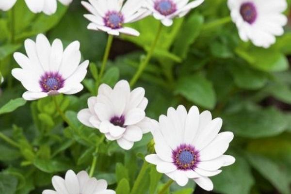 pangangalaga ng osteospermum