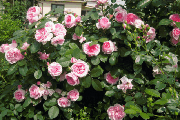 rosas del parque