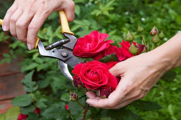 taille des roses