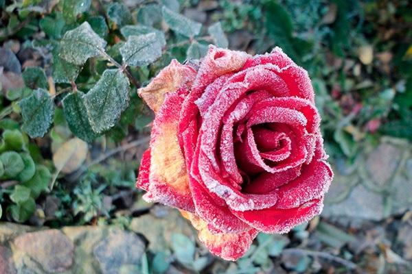 maladie sur les fleurs