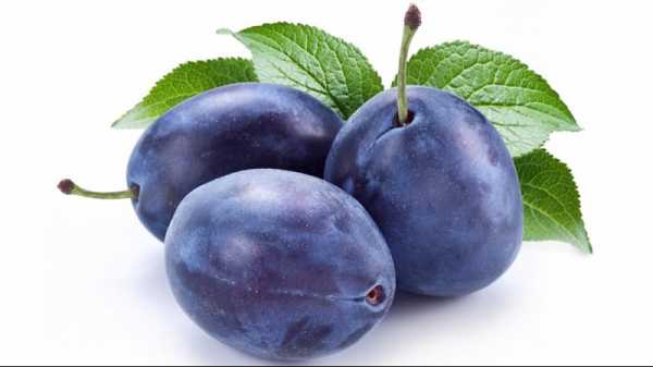 ripe plum