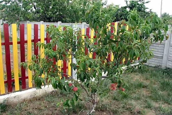 árbol joven