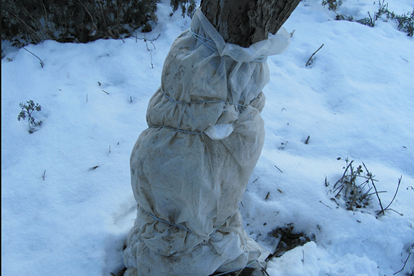 kääritty folioon