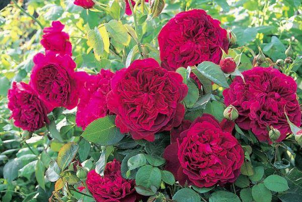 roses rouges