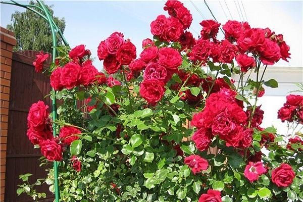 cultivando una flor