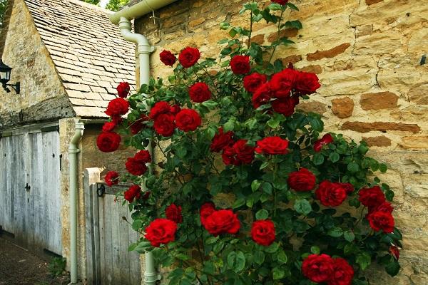 arrosage contre le mur