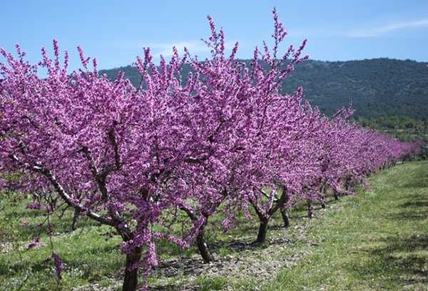 jardín de almendras